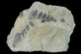 Pennsylvanian Fossil Fern (Neuropteris) Plate - Kentucky #142399-1